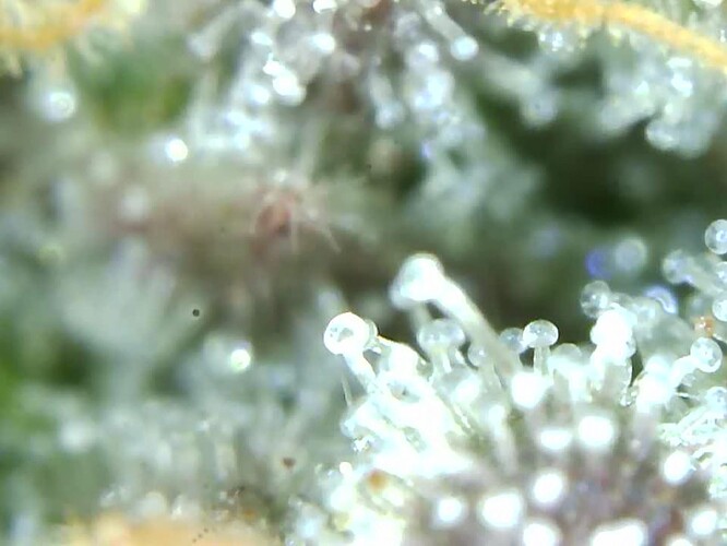 Growreport Bild 21