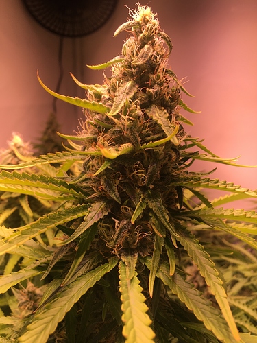 Growreport Bild 3