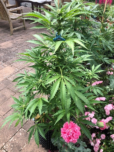 Growreport Bild 1