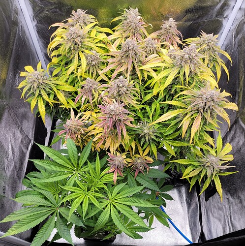 Growreport Bild 2