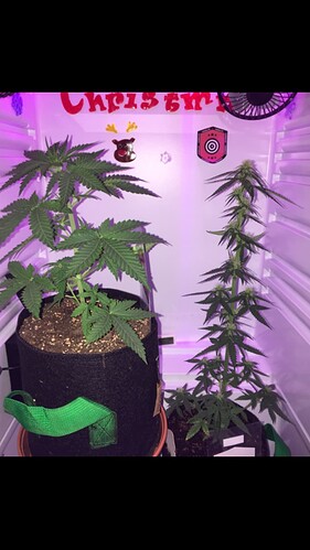 Growreport Bild 20