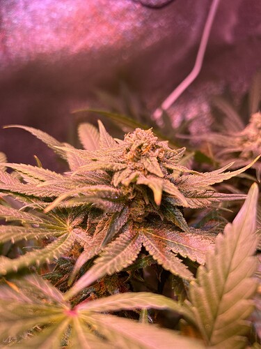 Growreport Bild 7
