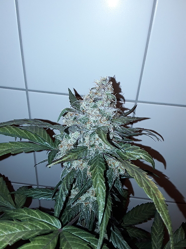 Growreport Bild 3