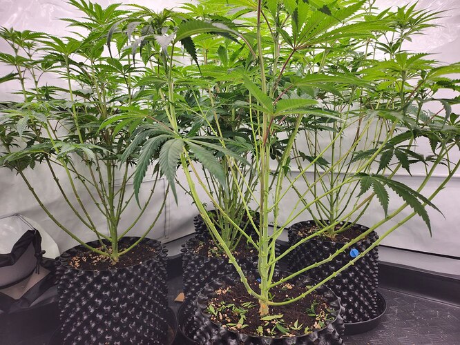 Growreport Bild 2