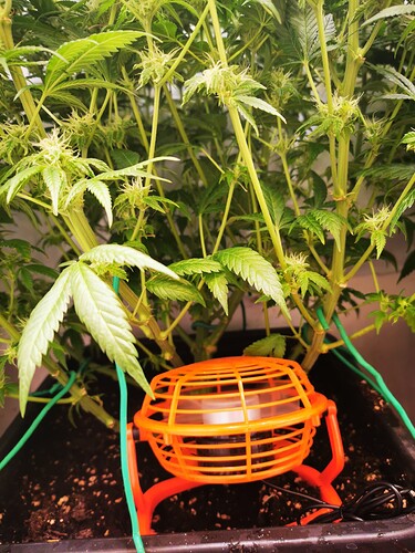Growreport Bild 5