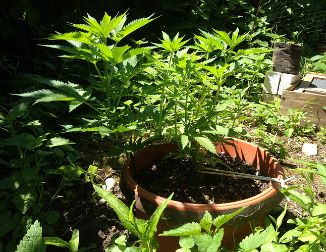 Growreport Bild 8