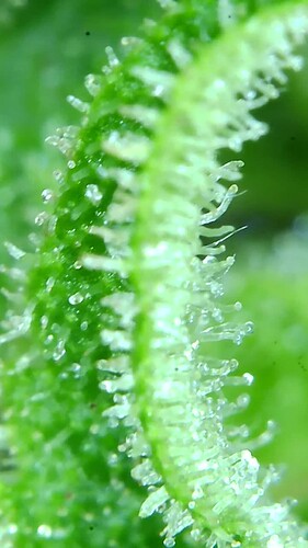 Growreport Bild 13