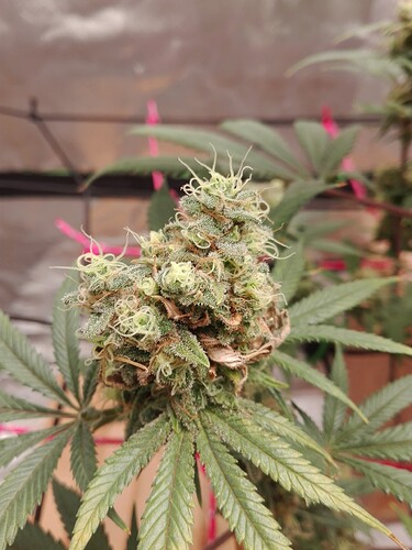 Growreport Bild 4