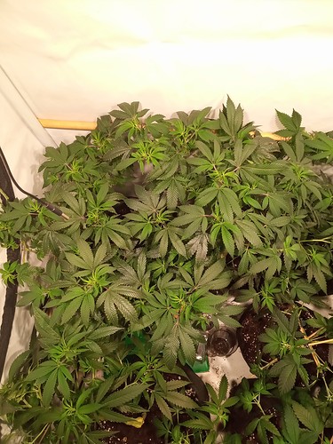 Growreport Bild 11