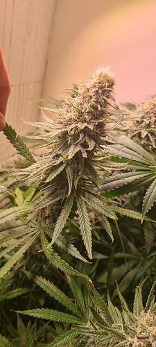 Growreport Bild 13