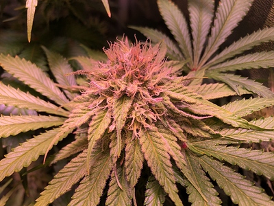 Growreport Bild 23