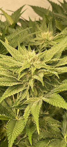Growreport Bild 15