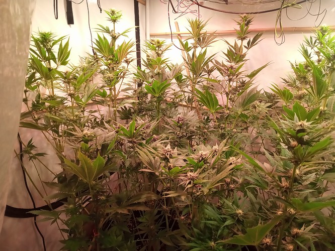 Growreport Bild 65