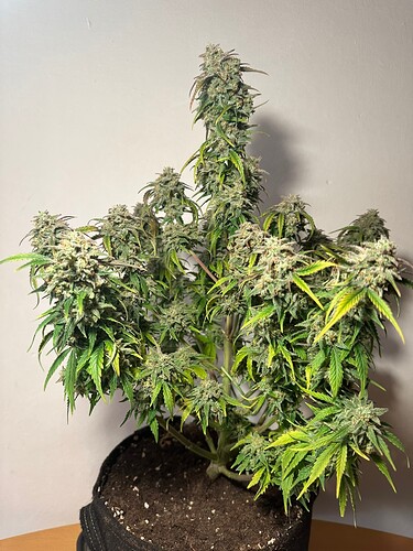 Growreport Bild 23