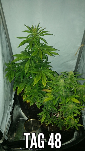 Growreport Bild 1