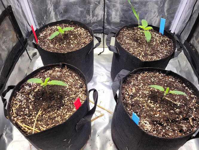 Growreport Bild 2