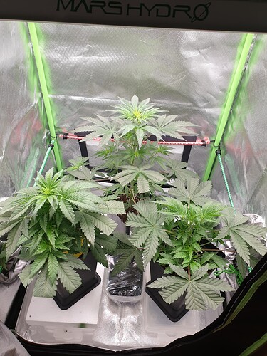 Growreport Bild 3