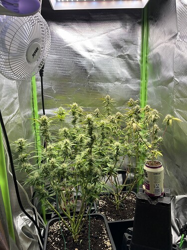 Growreport Bild 30