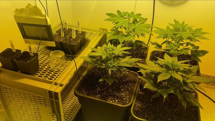 Growreport Bild 7