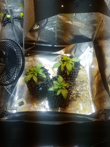 Growreport Bild 6