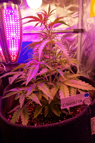 Growreport Bild 13
