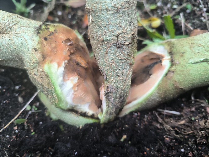 Growreport Bild 2