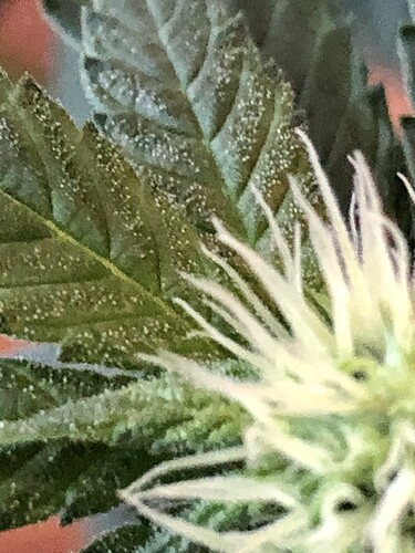 Growreport Bild 6