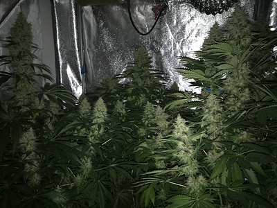 Growreport Bild 5