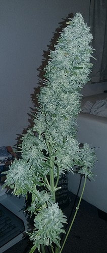 Chronic Ernte #2~2