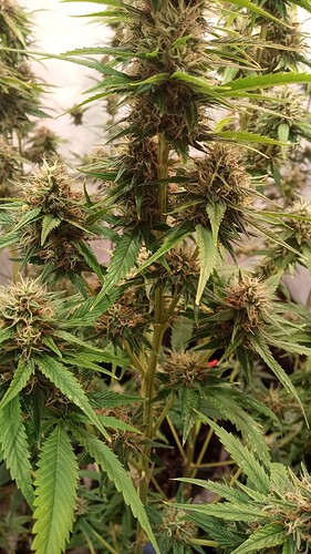 Growreport Bild 15