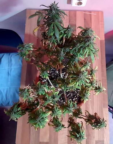 Growreport Bild 2
