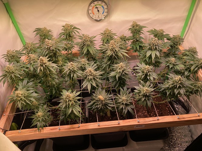 Growreport Bild 2