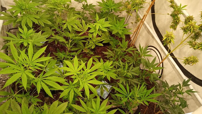 Growreport Bild 5