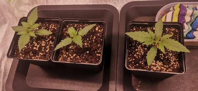 Growreport Bild 10