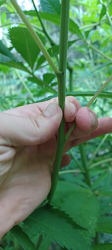 Growreport Bild 2