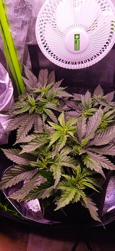 Growreport Bild 2