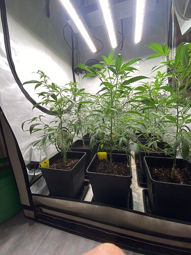 Growreport Bild 3
