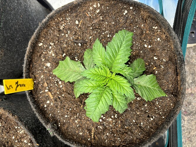 Growreport Bild 152