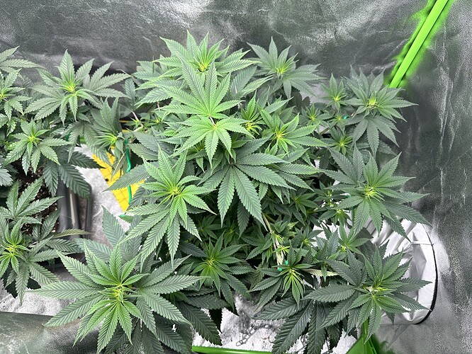 Growreport Bild 2