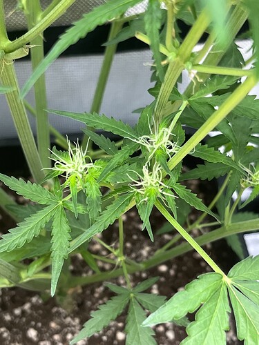 Growreport Bild 8