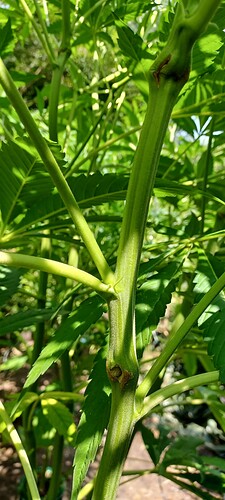 Growreport Bild 6