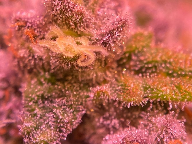 Growreport Bild 6