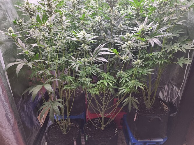 Growreport Bild 8
