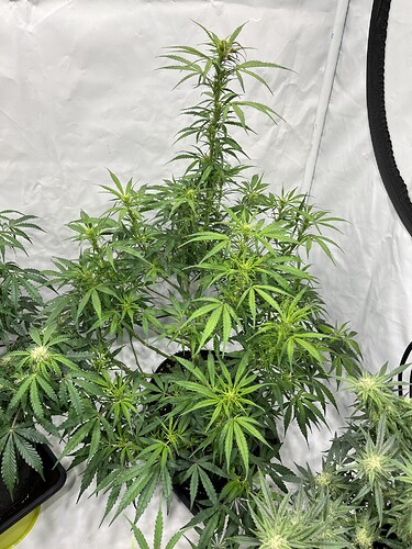 Growreport Bild 30