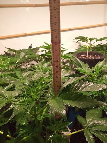 Growreport Bild 7