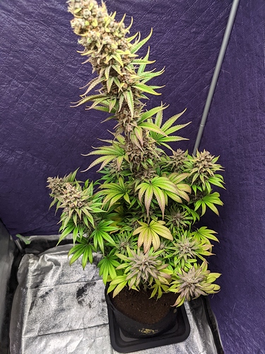 Growreport Bild 42