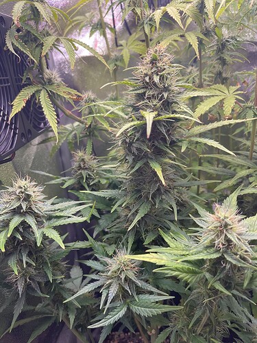 Growreport Bild 5