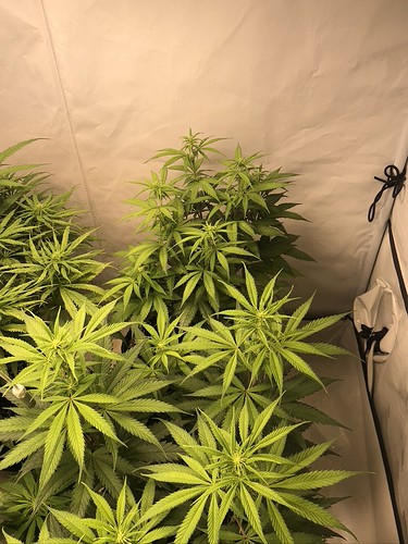 Growreport Bild 5