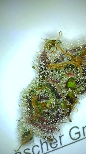 Growreport Bild 22