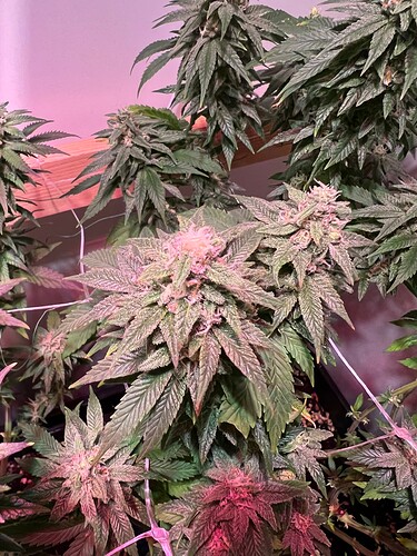 Growreport Bild 1